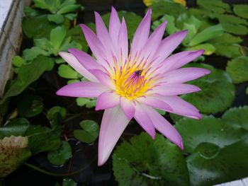 Close-up of pink water lily