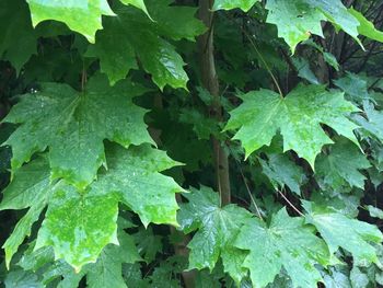 Close-up of raindrops on leaves