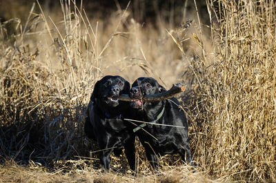 Black labradors holding carrying stick in mouth