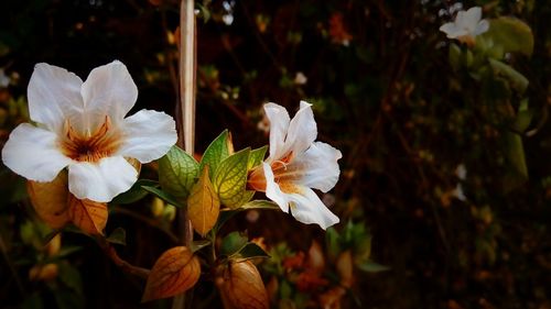 Close-up of white flowers blooming outdoors