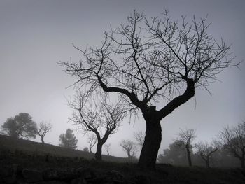 Bare tree on field against sky