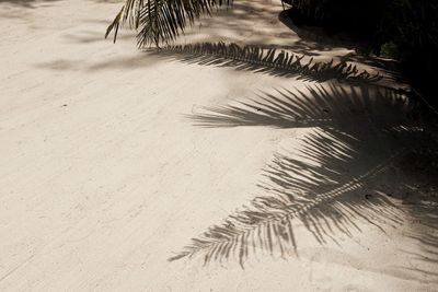 Close-up of palm tree on beach