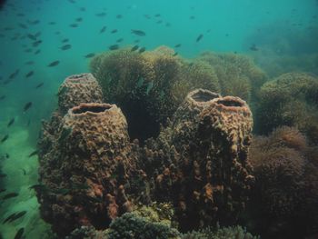 Fish swimming in sea