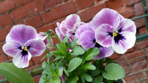 Close-up of purple flowers blooming outdoors