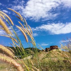 Plants growing on land against sky