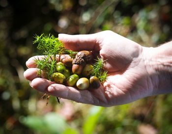 Close-up of hand holding vegetables