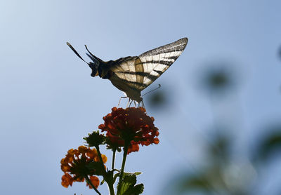 Close-up of butterfly pollinating on flower