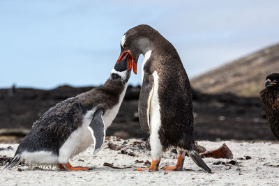 Close-up of penguin