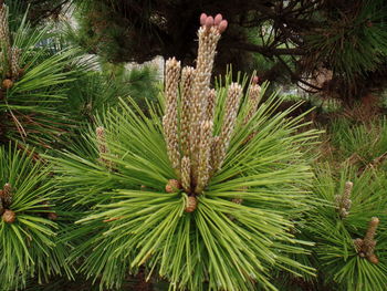 Close-up of pine tree on field