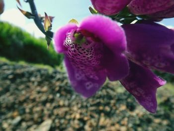 Close-up of pink flower blooming