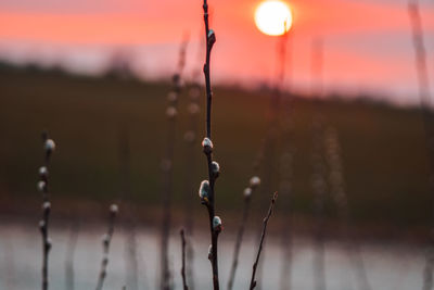 Close-up of lighting equipment hanging against sky during sunset