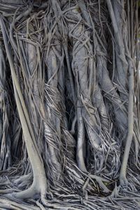 Full frame shot of fog tree roots