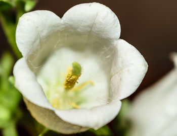 Close-up of white flower blooming outdoors