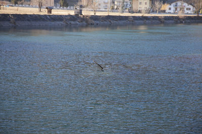 Birds flying over sea