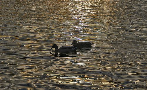 High angle view of duck swimming in lake