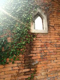 Low angle view of ivy on brick wall