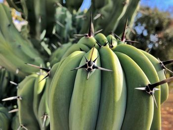 Close-up of fruits on tree