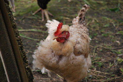 Close-up of rooster on land