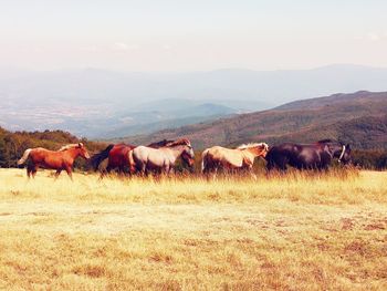 Horses in a field