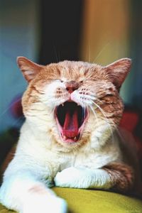 Close-up portrait of cat yawning