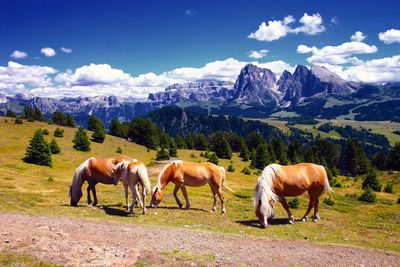 Horses in a field