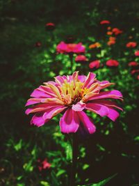 Close-up of pink flower