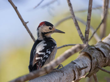 Close-up of bird perching on a tree