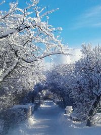 Snow covered trees against blue sky