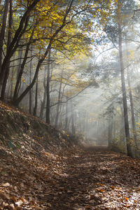 Trees in forest during autumn