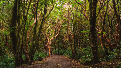 Trees growing in forest