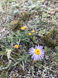 High angle view of flowering plants on field