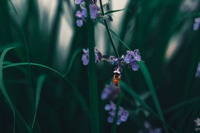 Close-up of insect on purple flowering plant