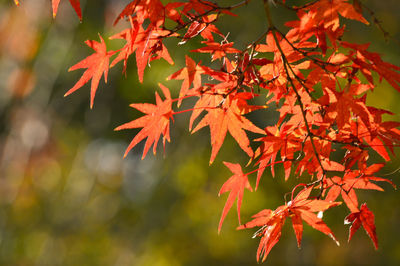 autumn