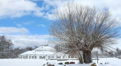 Snow covered trees and buildings against sky