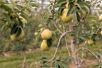 Close-up of fruits growing on tree