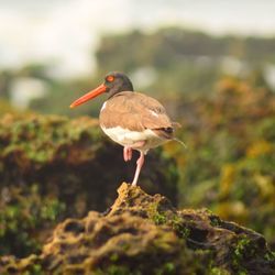 Close-up of bird perching outdoors