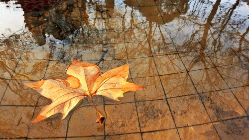 Close-up of dry maple leaf