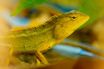 Close-up of lizard