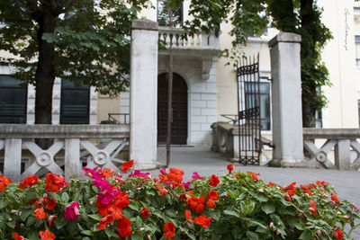 Flowers blooming against built structure