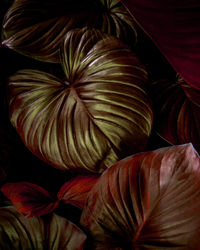 Full frame shot of red flowering plant