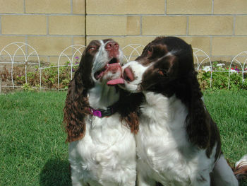 Dog sticking out tongue on grass