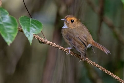 Close-up of bird perching on branch