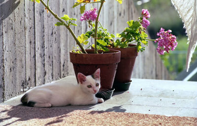 Cat lying on potted plant