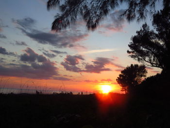 Silhouette of trees at sunset