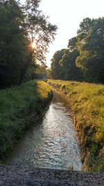 Stream passing through forest