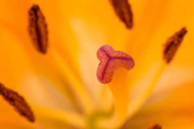 Close-up of yellow flowering plant