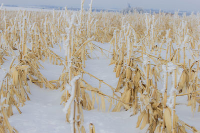 Corn buried in snow.