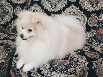 High angle view of dog sitting at home