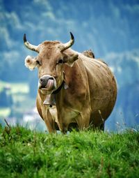 Nose-licking cow in a field