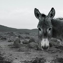 View of an animal on landscape